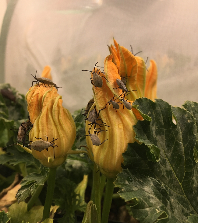 Nymphs of the squash bug, Anasa tristis, an insect that chemical ecologist Anjel Helms studies. (Photo courtesy of Anjel Helms)