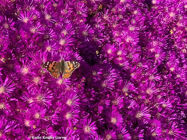 A painted lady butterfly, Vanessa cardui, takes a liking to this ground cover of ice plant, sold at many nurseries. This image was taken in West Vacaville. (Photo by Kathy Keatley Garvey)