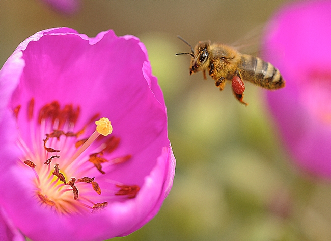Honey bee, packing a gigantic load of red pollen, heads for another rock purslane blossom. (Photo by Kathy Keatley Garvey)