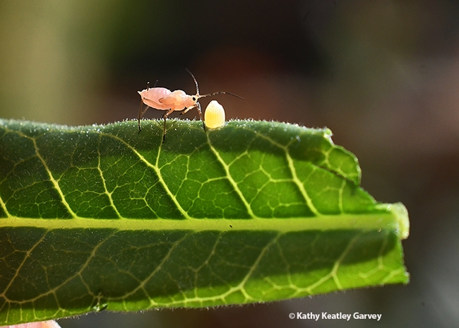 Curious oleander aphid checks out the monarch egg. (Photo by Kathy Keatley Garvey)