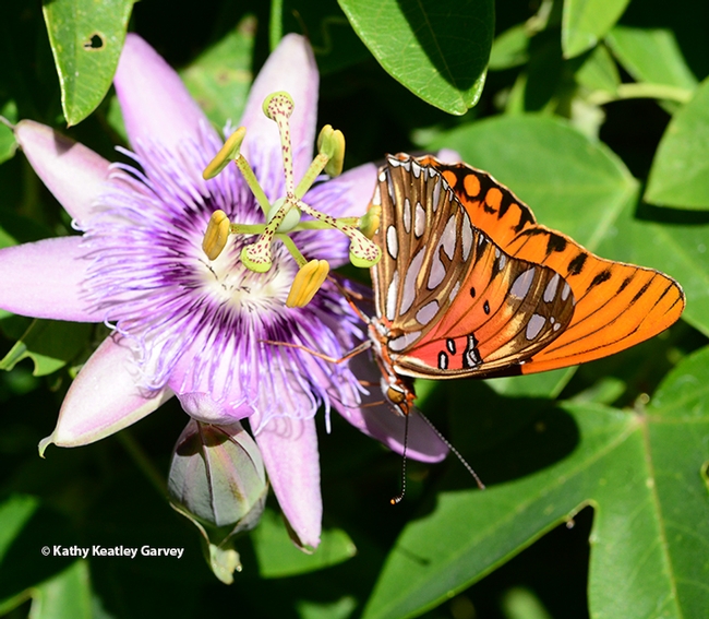 The Gulf Fritillary making the rounds of the passionflower. (Photo by Kathy Keatley Garvey)