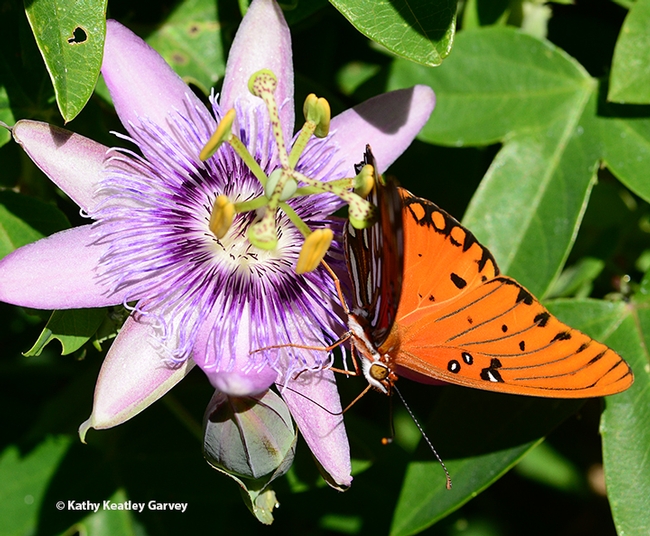 The Gulf Fritillary moves around one more time. (Photo by Kathy Keatley Garvey)