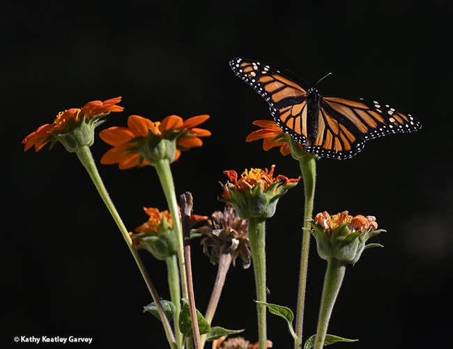 A monarch butterfly spreads its wings on a Mexican sunflower, Tithonia rotundifola, in Vacaville, Calif., on Oct. 30. (Photo by Kathy Keatley Garvey)