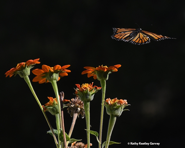 As striking as a stain glass window, the monarch takes flight. (Photo by Kathy Keatley Garvey)
