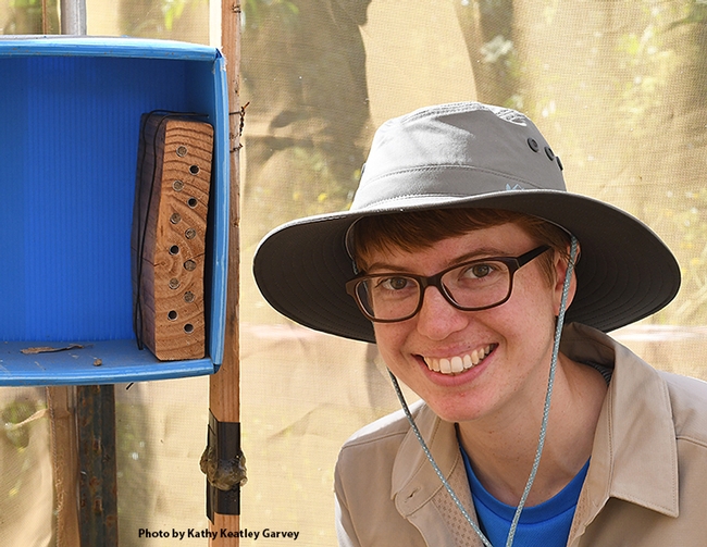 UC Davis doctoral student Clara Stuligross by her blue orchard bee nests in the spring of 2018. (Photo by Kathy Keatley Garvey)