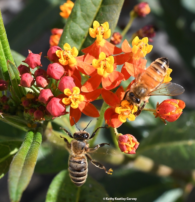 A honey bee nectars on tropical milkweed, while another bee gets ready to join her. (Photo by Kathy Keatley Garvey)