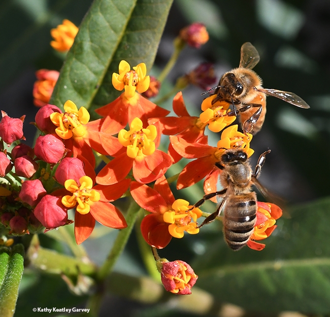 Honey bees and tropical milkweed blossoms make for a pretty image. (Photo by Kathy Keatley Garvey)