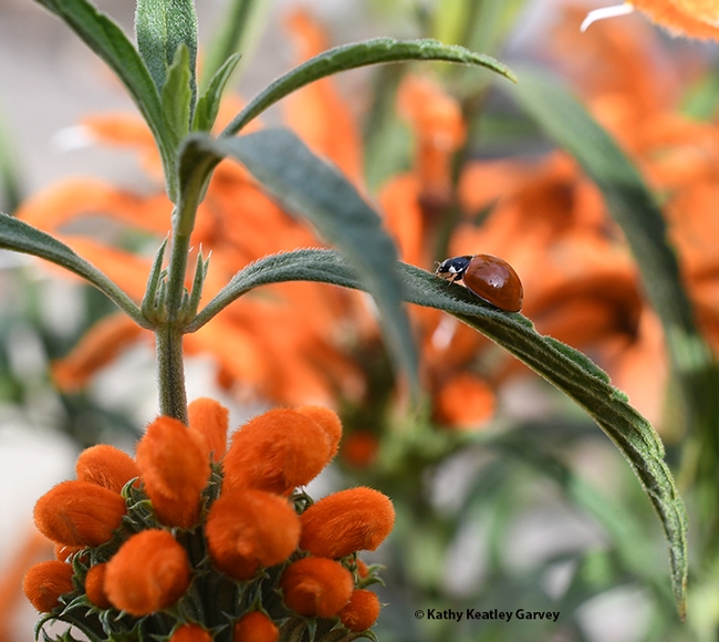 The lady beetle, aka ladybug, blends in with her environment, the spiked orange blossoms of a lion's tail. (Photo by Kathy Keatley Garvey)