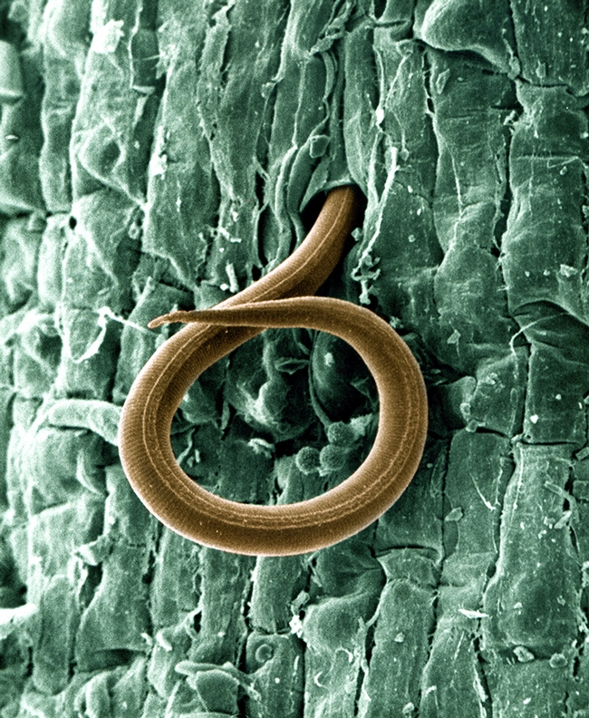 A juvenile root-knot nematode (Meloidogyne incognita) penetrates a tomato root on Jan. 24, 2013. Once inside, the juvenile, which also attacks cotton roots, causes a gall to form and robs the plant of nutrients. Photo by William Wergin and Richard Sayre. Colorized by Stephen Ausmus. (USDA Photo, Courtesy of Wikipedia)