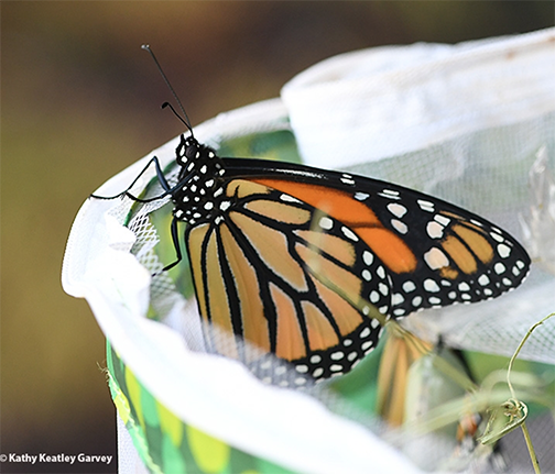 A newly eclosed monarch (September 2020) readies for flight in Vacaville, Calif. (Photo by Kathy Keatley Garvey)
