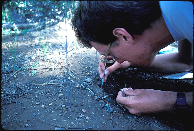 UC Davis student Jay Rosenheim digging a nest at UC Berkeley's Sagehen Creek Field Station, Truckee, in 1984.