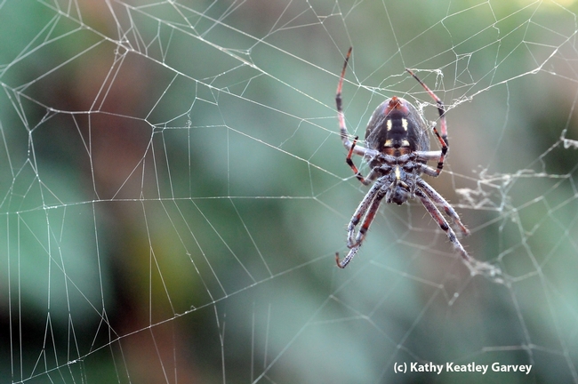 A garden spider lying in wait for prey in its web. (Photo by Kathy Keatley Garvey)