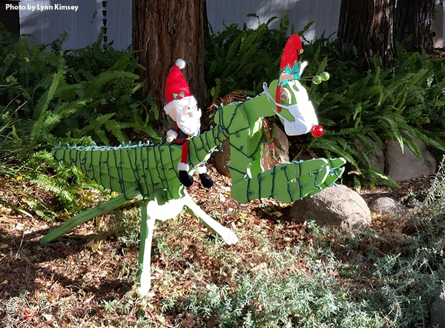Giddy-up! Santa, being the jolly ol' gent he is, drives The Red-Nosed Mantis in front of the Davis home of entomologists Robert and Lynn Kimsey of the UC Davis Department of Entomology and Nematology. (Photo by Lynn Kimsey)