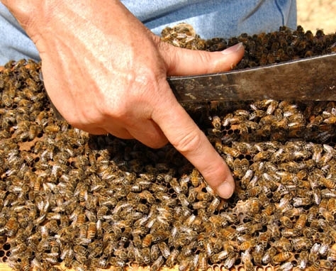 A beekeeper examines a frame. (Photo by Kathy Keatley Garvey)