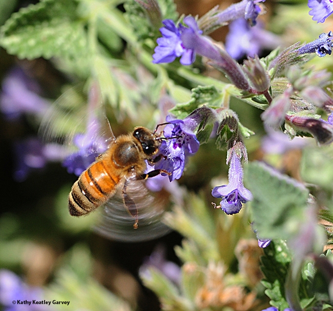 A honey bee buzzing in a patch of catmint. (Photo by Kathy Keatley Garvey)