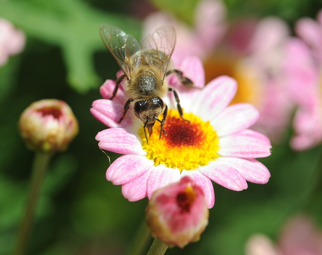 Honey bee (Apis mellifera) sips nectar from a marguerite daisy. (Photo by Kathy Keatley Garvey)