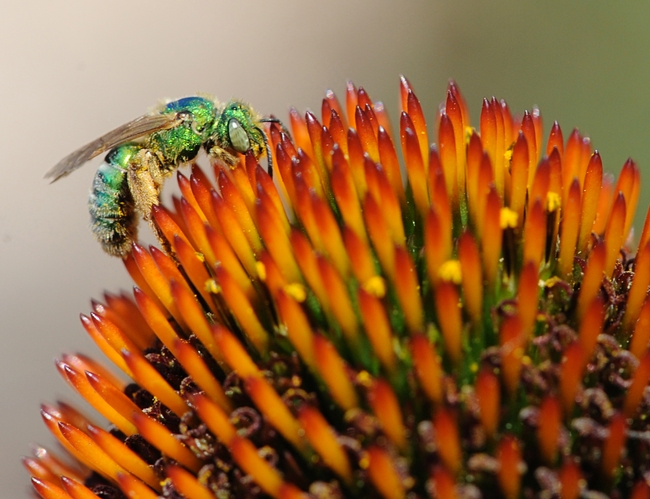 Metallic green sweat bee (Agapostemon texanus) foraging on a coneflower.  (Photo by Kathy Keatley Garvey)
