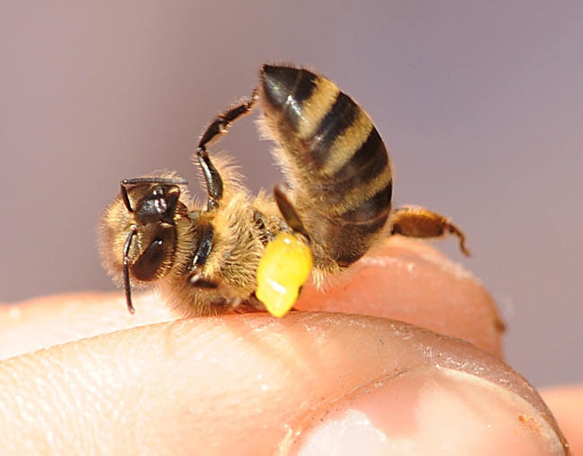 Honey bee with a load of propolis which her sisters later unloaded. (Photo by Kathy Keatley Garvey)