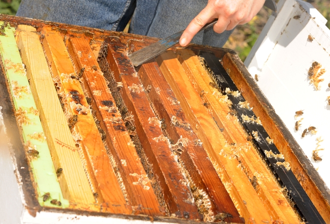 UC Davis beekeeper Elizabeth Frost uses her hive tool to pry open the frames. (Photo by Kathy Keatley Garvey)