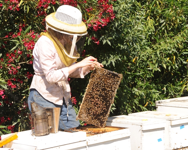 UC Davis beekeeper Elizabeth Frost tending hives. (Photo by Kathy Keatley Garvey)