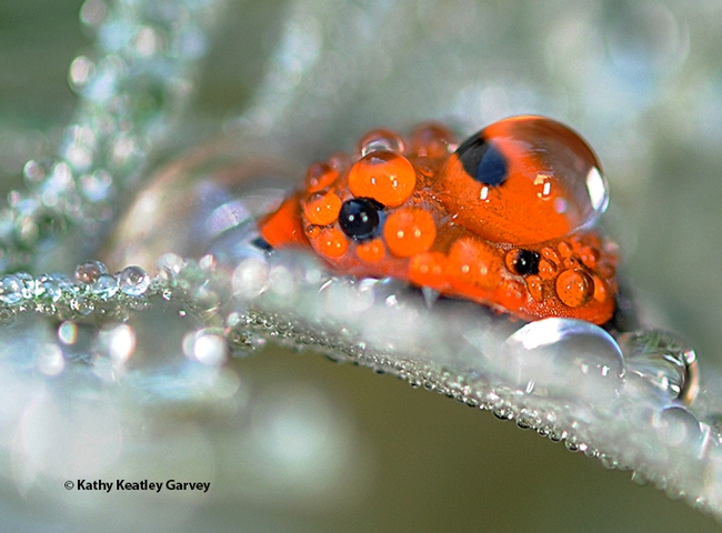 A lady beetle, aka ladybug, covered with rain droplets on Artemisia in Vacaville, Calif. (Photo by Kathy Keatley Garvey)