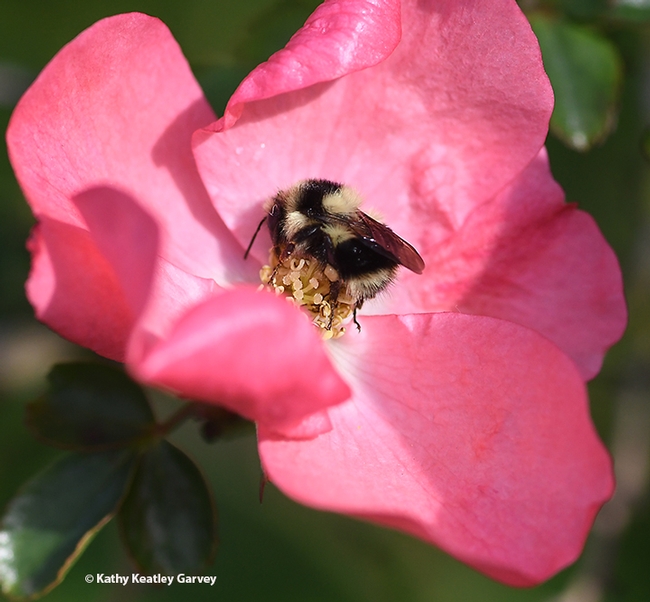 A black-tailed bumble bee, Bombus melanopygus, nectaring on a rose on Jan. 25, 2020 in Benicia. (Photo by Kathy Keatley Garvey)