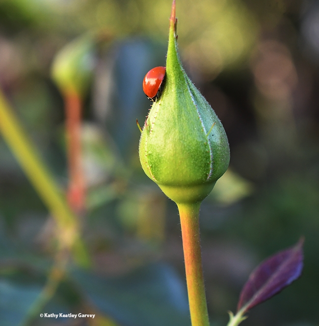 A lady beetle searching for aphids on a rosebud in the winter. (Photo by Kathy Keatley Garvey)
