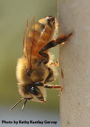 A honey bee, backlighted on her hive. (Photo by Kathy Keatley Garvey)