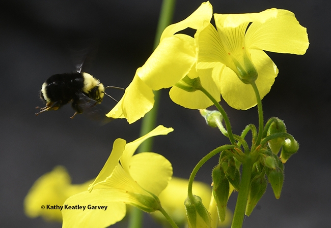 A yellow-faced bumble bee, Bombus vosnesenskii, heads for oxalis blossoms in Benicia on Jan. 13, 2021. (Photo by Kathy Keatley Garvey)