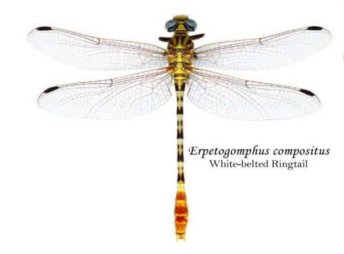 This is the white-belted ringtail dragonfly from the Bohart Museum of Entomology poster. The poster and dragonfly t-shirts are available at the Bohart Museum, 1124 Academic Surge, UC Davis, or at http://bohart.ucdavis.edu.