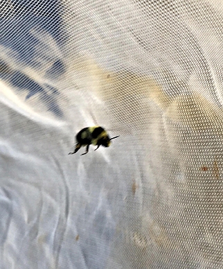 The first bumble bee of the year, a Bombus melanopygus, in flight, at the UC Davis Arboretum and Public Garden. (Photograph by Charlie Nicholson)