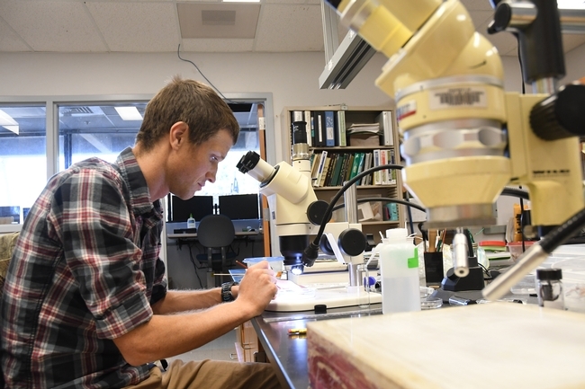 Coordinator of the UC Davis Department of Entomology and Nematology's winter quarter seminars is Agricultural Extension specialist Ian Grettenberger, shown in his lab in Briggs Hall. (Photo by Kathy Keatley Garvey)