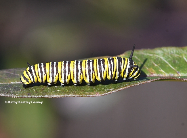 A monarch caterpillar on a milkweed leaf on Jan. 23 in Vacaville, Calif. (Photo by Kathy Keatley Garvey)