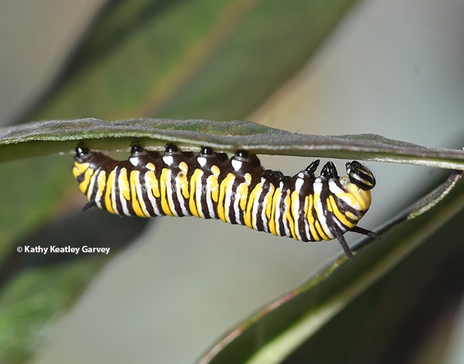 The third-instar monarch caterpillar crawling to dinner. (Photo by Kathy Keatley Garvey)