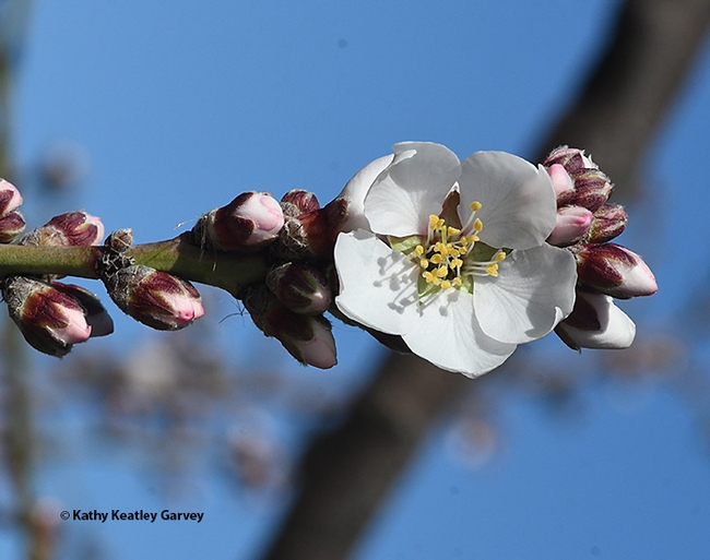 An almond blossom graces an area near the Benicia marina on Jan. 23, 2021. (Photo by Kathy Keatley Garvey)