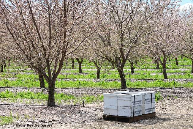Bee hives in front of an almond orchard on March 8, 2019 in Dixon. (Photo by Kathy Keatley Garvey)