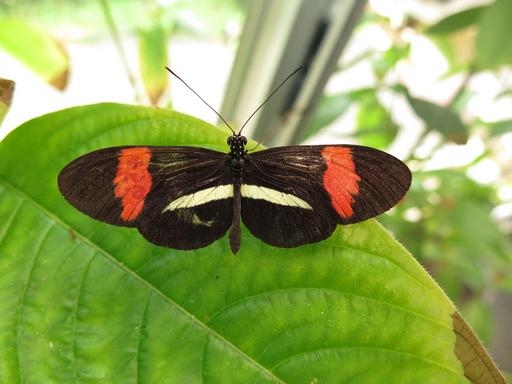 Heliconious butterfly.