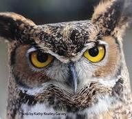 Great-horned owl (Photo by Kathy Keatley Garvey)