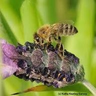 Honey bee on lavender. (Photo by Kathy Keatley Garvey)
