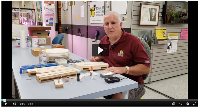Entomologist Jeff Smith, who curates the Lepidoptera collection, Bohart Museum of Entomology, explains how to pin and spread butterfly and moths for display. (Screen shot)