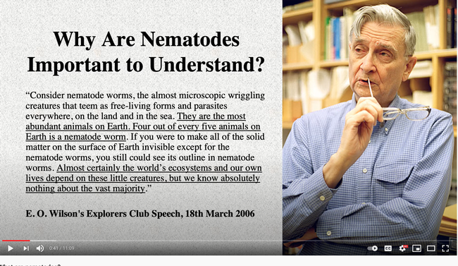 This slide is part of Steve Nadler's video on nematodes. (Screen shot)