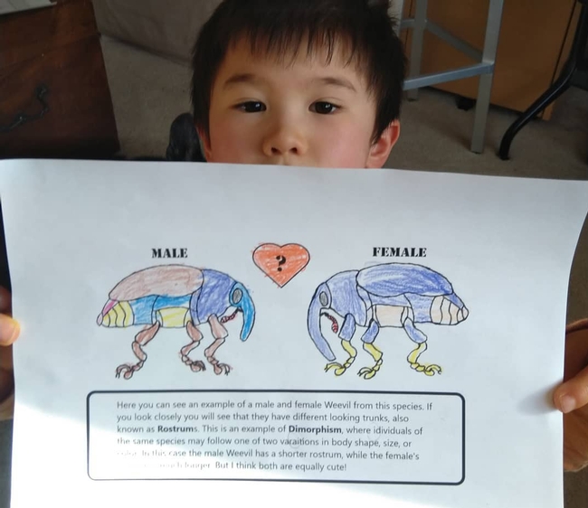 Six-year-old Toco Yang of Davis shows a page he colored from the Plant-Insect Interactions Coloring Book, the work of a team from the Santiago Ramirez lab, UC Davis Department of Evolution and Ecology.