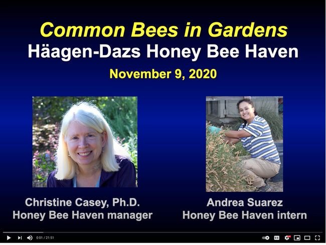 Christine Casey (left) manages the Häagen-Dazs Honey Bee Haven, which is directed by Extension apiculturist Elina Lastro Niño, of the UC Davis Department of Entomology and Nematology. At right is intern Andrea Suarez. (Screen shot)