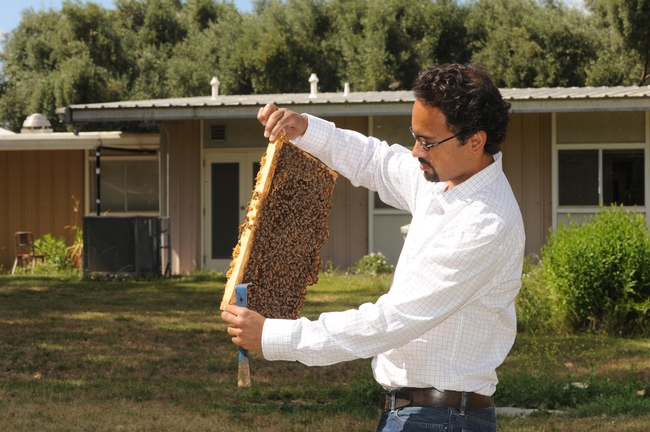 Honey bee researcher Brian Johnson examines a frame of bees at the Harry H. Laidlaw Jr. Honey Bee Research Facility. (Photo by Kathy Keatley Garvey)