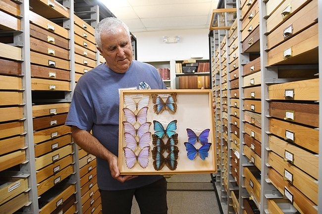 Entomologist Jeff Smith, a volunteer, curates the Lepidoptera (moths and butterflies) section at the Bohart Museum. (Photo by Kathy Keatley Garvey)