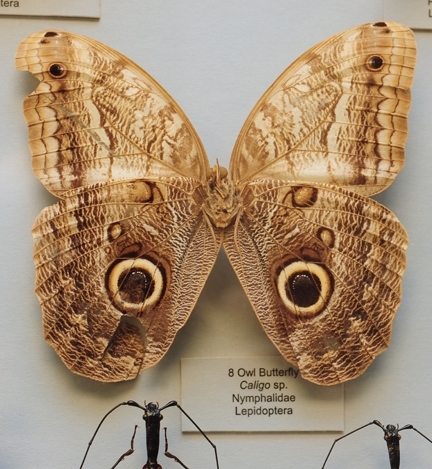 An owl moth is one of the many attractions at the Bohart Museum of Entomology. (Photo by Kathy Keatley Garvey)