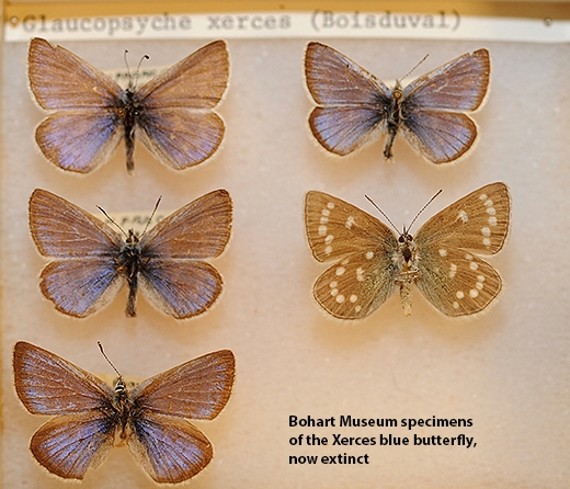 Bohart Museum specimens include the Xerces blue butterfly, Glaucopsyche xerces, now extinct. (Photo by Kathy Keatley Garvey)