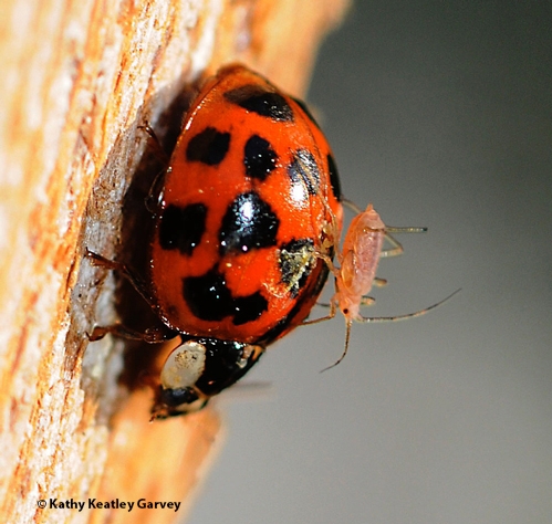 An aphid rides the back of a lady beetle. (Photo by Kathy Keatley Garvey)