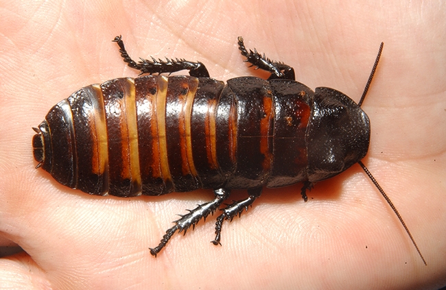 A Madagascar hissing cockroach from the Bohart Museum of Entomology, UC Davis. This is similar to what Bruce Hammock was rearing for a research project. (Photo by Kathy Keatley Garvey)