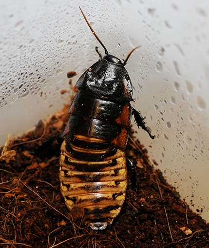 A Madagascar hissing cockroach in the Bohart Museum of Entomology. (Photo by Kathy Keatley Garvey)